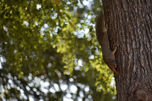 愿无大碍！英冠查尔顿vs朴茨茅斯因看台球迷昏迷不醒腰斩